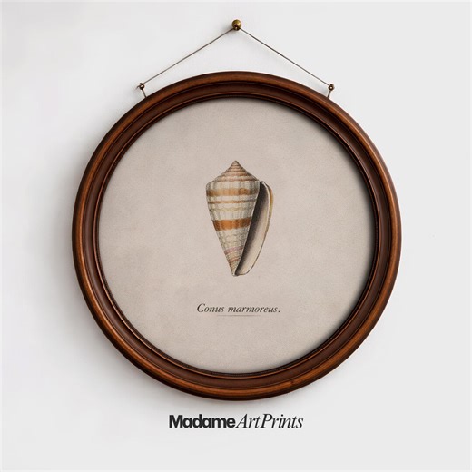 Cone Shell Art Print, Scientific Natural History Engraving, Summer Season Wall Decor, Coastal Decor, PRINTABLE Digital Download - Etsy