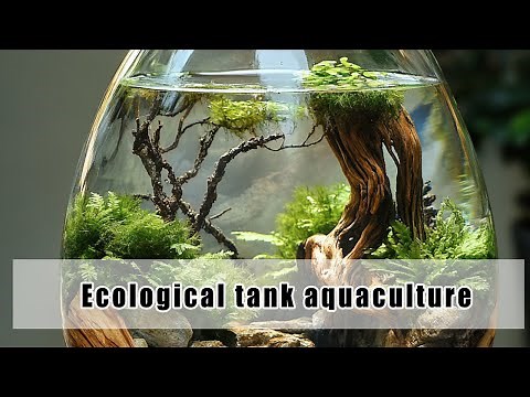 Creating a Self-Sustaining Aquarium: A Step-by-Step Guide