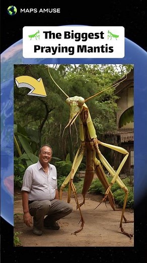 The Biggest Praying Mantis 😱 on Google Earth 🌍 and Google Maps #googleearth #googlemaps #mantis