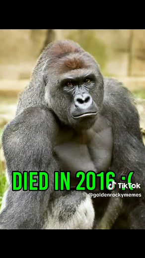 Evolution of Famous Memes Over Time