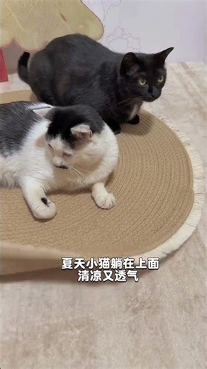 Dual-Use Cat Mat: Sleep & Scratch Pad