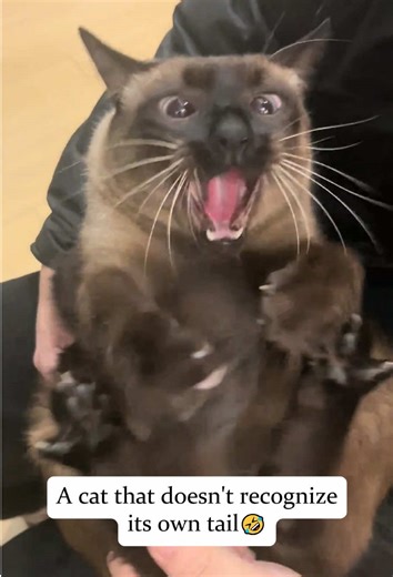 Hilarious Cats Battling Their Tails