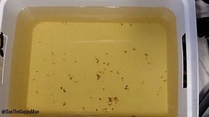 Feeding my #diamondbackterrapin some fiddler crabs! First time making a video so sorry for the poor cropping! ________________________________ #fish #aquarium #aquatics #reptiles #reptile #turtle #turtles #diamondbackterrapin #Dbt #turtleroom #tortoise #tortoises #cute #pets #petsofinstagram #cuteturtles #babyturtles #redearslider #Terrapin #terrapins #ornatedbt #pond #ponds #aquascape #landscape #waterhyacinth #pretty #discus #fry #aquascape | DanTheTurtleMan