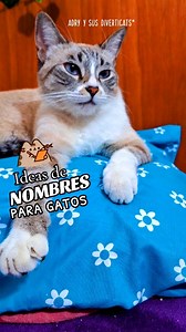 ideas de NOMBRES para GATOS rayaditos y grises como Yamvi - Tabby Point 💕😻 #gatitos #VidaConGatos #gatosdivertidos | Adry y sus DivertiCats
