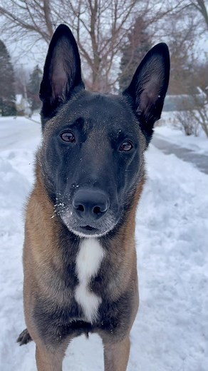 Becky (@k9direct)’s videos with The German Shepherd Commercial - Daniel W