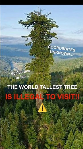 Hyperion Tree - Tallest tree in the world!
