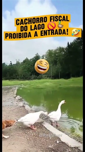 "NO ONE GOES INTO THE LAKE TODAY!" 🐶🚫🦆