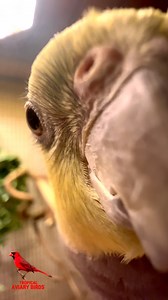 7.7K views · 3.3K reactions | Cockatiel Kiss Attack! 藍 Get ready for a kiss, world!  This lovely male cockatiel is on a mission to shower you with love, whistles, and the cutest kissing sounds ever!  100% guaranteed to make you smile and maybe even blush a little!  #Cockatiel #CockatielLove #Birds #HappyBird #TalkingBird #PetBirdFun #BirdLovers #AviaryLife #BirdsOfInstagram #parrots #ParrotLife #FeatheredFriend | Tropical Aviary Birds - Torben Dehlholm | Facebook