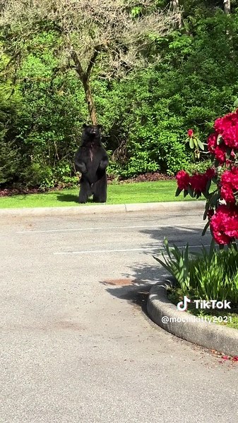 MochiKitty on TikTok