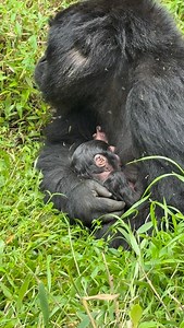 Baby breastfeeding Face-to-face with Mountain Gorillas in Uganda Follow us for more gorilla adventures! #GorillaTrekking #UgandaWildlife #MountainGorillas #NatureLovers #AfricanSafaris WildlifePhotography ConservationMatters ExploreUganda PrimateLife | Moses Kisembo