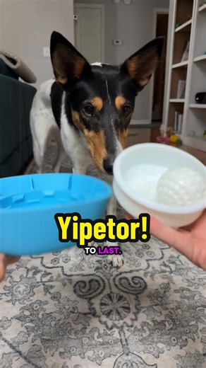 Replying to @ImproperGrammarNP I always supervise my dog with any chew toy, and this is an enrichment tool that is necessary for dogs greater lifestyle❣️🫶🏼 @Yipetor #mentalenrichment #slowfeeder #dogenrichment #tiktokshopcreatorpicks #dogslowfeeders