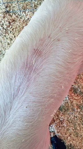 What to do when your showpig has strep! #showpigs #livestockshow | show pigs