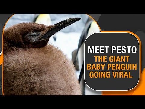 Meet Pesto: The Fluffy, Fat Baby Penguin Taking Over the Internet! | News9 Live