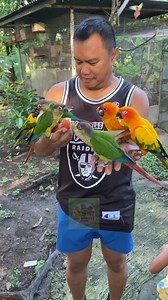 bird man na policeman pa | open daily from 7AM to 8:30AM | DENR CWR No. R4A-CWR-2017-CAV-046 | Eboy Sabater's Aviary