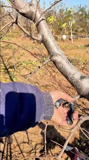 How to prune peach trees in fall | Cómo podar duraznos en otoño | 秋に桃の木を剪定する方法 | 가을에 복숭아나무 가지치기 하는 법