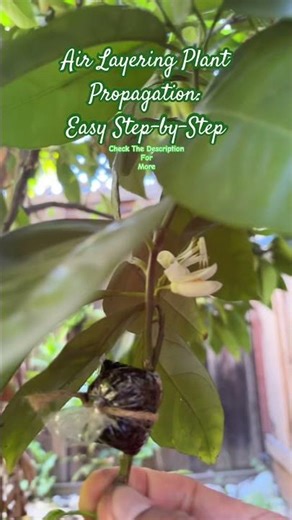 Air Layering Plant Propagation:😊Easy Step-by-Step Guide for Beginners #Gardening #Plants #Grow Fast
