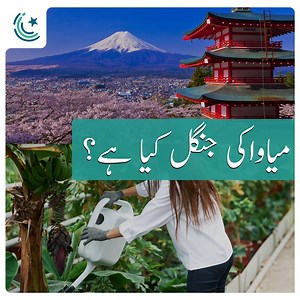 Miyawaki Forest is the ultimate result that prime minister Imran Khan has been pursuing for years with the billion tree tsunami and other similar projects. Let's find out what the Miyawaki forest really is and why the P.M is chasing it. For more interesting content, check out our youtube channel. https://www.youtube.com/c/ProPakistaniMedia | ProPakistani