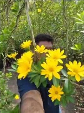 “Exploring a Beautiful Flower Forest 🌸 | Peaceful Nature Walk #naturespeaks #forest #nature