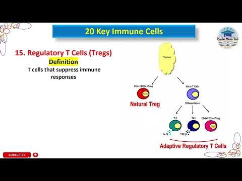 Regulatory T Cells Tregs, Immune cells, Immune response #trending #immunology #microbiology