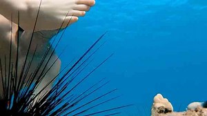 How a hyper realistic fake foot was used to test a sea urchin’s spines