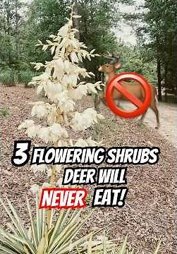 STOP Deer Damage with These 3 Flowering Shrubs! 🚫🦌