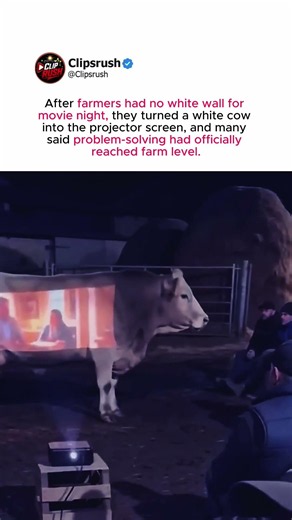Farmers get creative during movie night by projecting a film onto a white cow #FarmLife