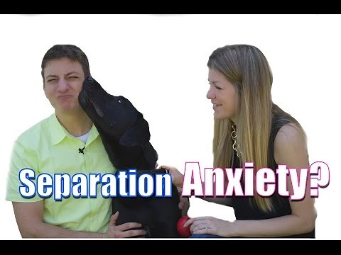 Separation Anxiety: Does your dog go crazy when you leave? Here's what to do!
