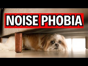 Dog's Scared of Thunder, Fireworks, or Other Noises? Try Sound Conditioning!