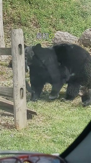 母グマが子どもたちを守った瞬間…🐻❤️