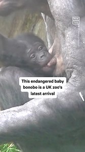 210K views · 124 reactions | This endangered baby bonobo was born recently at a zoo in Leicestershire, UK 梁 | NowThis Earth | Facebook