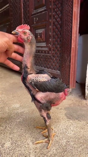 Mào cờ tương lai #gachoi #gachoi #aseelmurga #gachua #gachoivietnam #birds