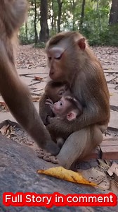 Meet the cutest baby monkey you’ll ever see! 🐒💛 From those tiny hands to the big, curious eyes, this little one has stolen our hearts in the most adorable way. #troopdynamics #primatecare #wildlifestories #animalcompassion #wildliferescue #naturelove #savewildlife #MonkeyLife #NatureDrama #babymonkey | Cute monkey family