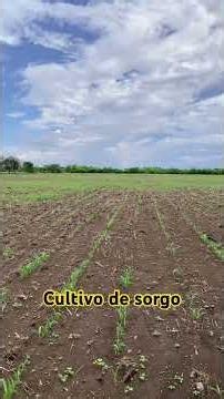 Agriculture: Sorghum Crop #agriculture #sorghum #cereals #ranch #farmland
