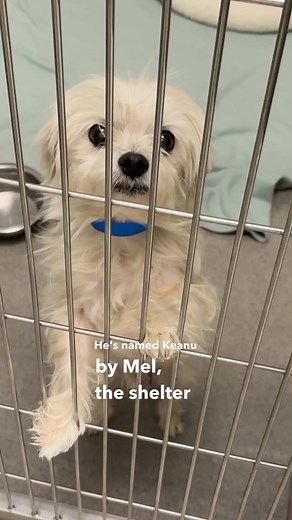 Heartwarming Rescue of Keanu, the Shelter Dog by Rocky Kanaka