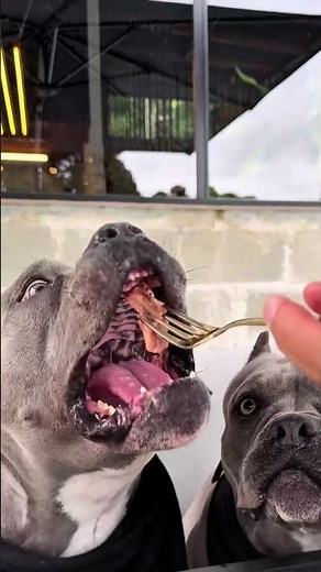 Epic Zoomies: Dogs Gone Wild in 30 Seconds! 🐕💨 #funny