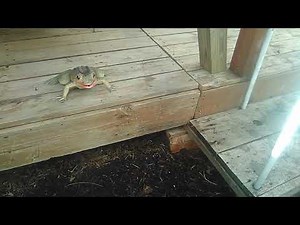 Motion sensor activated pacific tree frog calling