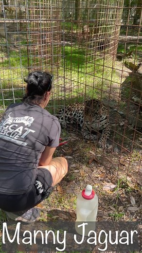 MANNY JAGUAR #6 of 6~Manny was seen 4/17/2023 by Dr Justin Boorstein for inappetence and was found to be constipated and was given fluids and put on blood pressure medication due to an odd look to one of his eyes. Since being back out in his cage on 4/18/2023 his vision seems diminished and he has stayed in the same place in his cage. He has a good appetite but is requiring stick feeding and to be sure he is getting fluids Afton and Erin had to get creative to get a water source near him. He is 