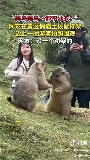 Prairie Dogs’ Viral "Ah" Meme: When These Rodents "Fight" for Social Media Fame!