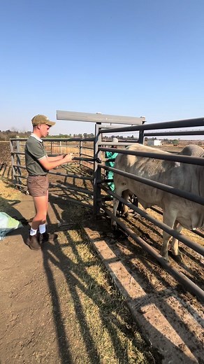 8 Million Dollar Cow Auction: The Story of Derrick Hugo