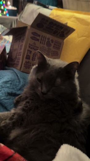 #cats #catlovers #catsoftiktok #catmomlife #themadcatterfamily