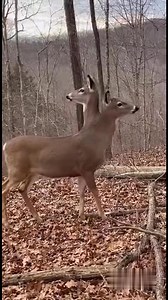 6M views · 22K reactions | Residents in the Branson area captured unusual wildlife footage showing a deer appearing to have two fully formed heads moving independently while walking through the woods. The animal remained mobile and alert as it moved deeper into the tree line. Wildlife officials had not commented on the footage at the time it was recorded.#branson #ozarks #missouri #breakingnews #localnews #wildlife #unusual | Branson Area Breaking News | Facebook