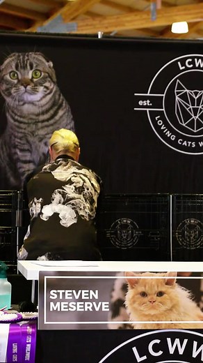 Did you know cats could have curly coats? 😻 This Selkirk Rex is a beautiful example of that! #selkirkrex #selkirkrexcat #catlovers #catshow #catpeople #catowners | Steven Meserve