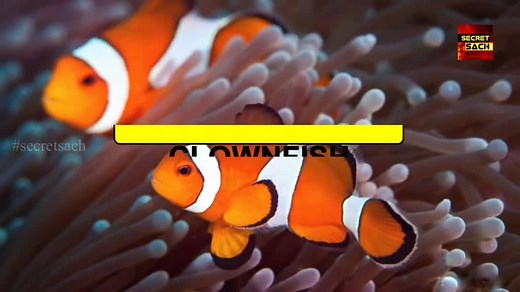 Exploring the Underwater World: Amazing Fish Species