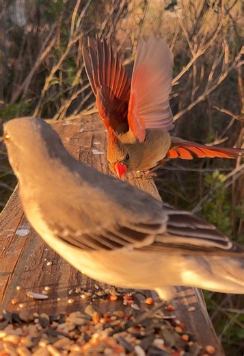 Bird Feeder Attractions: Amazing Backyard Birds