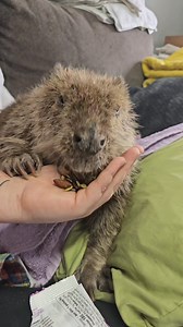 Agnes was not really into being a model for the camera today. Luckily you all love her even when she is just wolfing down snacks from my hand. It was a chaotic day at The Pipsqueakery but luckily most of the chaos could be handled from the couch. Agnes was pretty pleased with how today went but I have a feeling she's going to be frustrated with me as we get further into rehab season because other animals need my attention too! Maybe I should just pawn off all the rehab cases that aren't beavers 