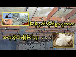 ဇီဝဇိုးငှက်မွေးမြူရေးနဲ့ ငှက်သိုက်ဘယ်လိုခွာယူသလဲ | Documentary