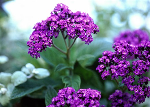 7 Fragrant Annuals to Fill Your Garden With Sweet Scents