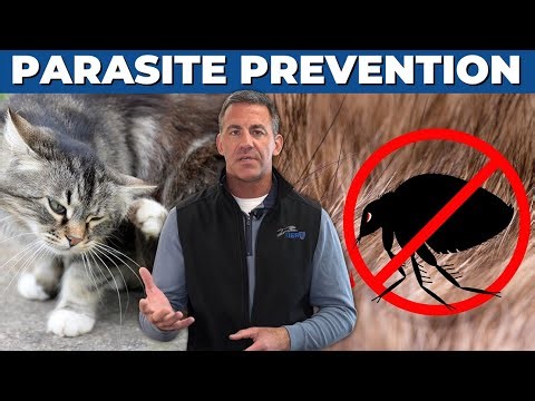 Preventing Parasites in Pets: Dr. McPeck's Expert Tips on Internal and External Parasite Control