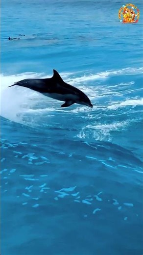 Dolphin #Dolphin #Underwater #Ocean #BeautifulNature #Peaceful #Blue #MarineLife #Satisfying #marine