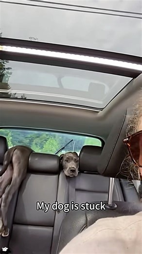 Dogs caught in the most awkward positions — zero dignity, maximum comedy 🐶😂#FunnyDogs #dog #funny